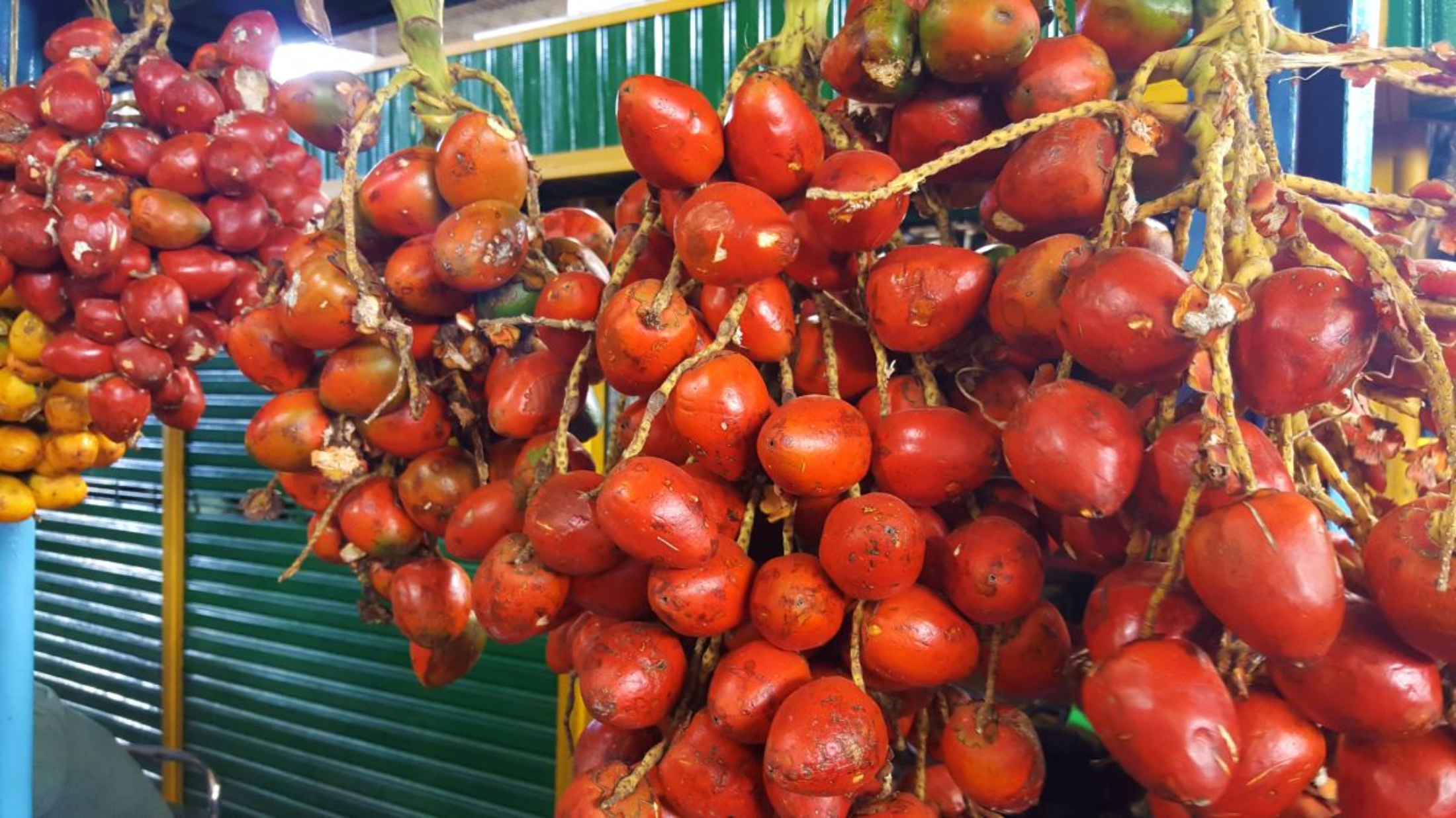 Medellin Fruit Tasting