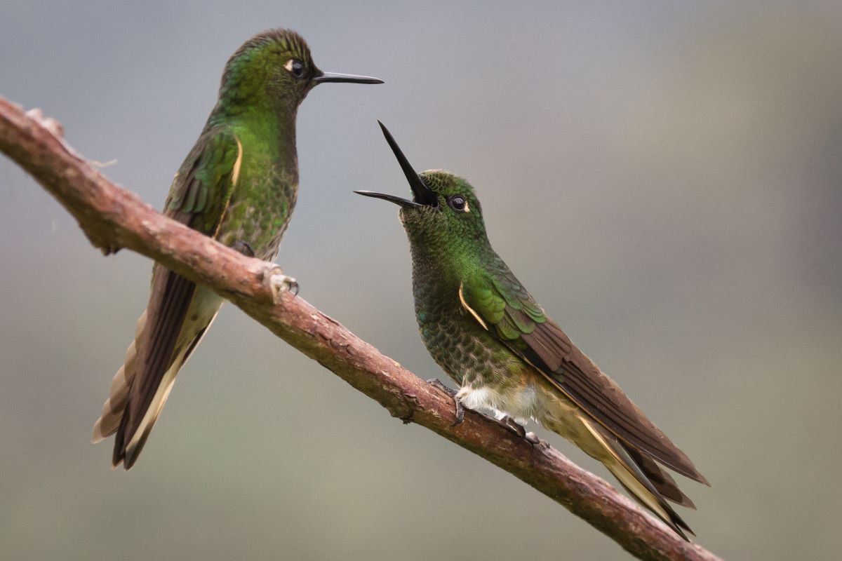 Vogels Spotten