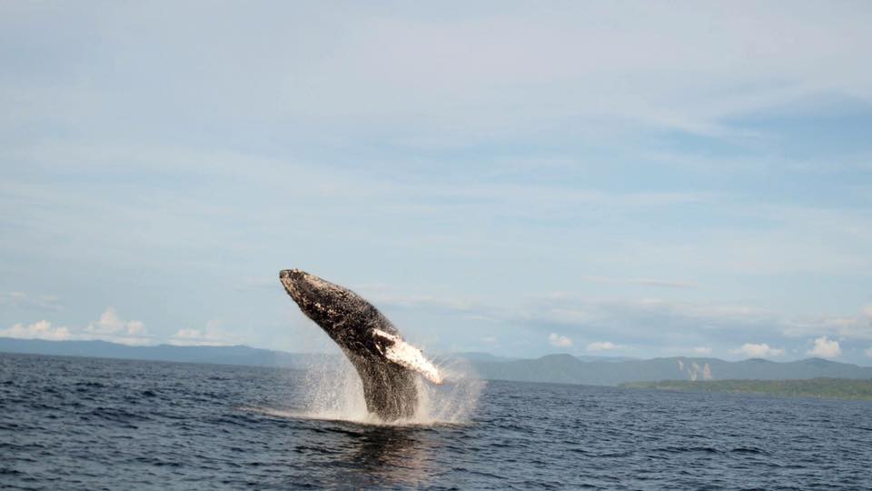 Whale Watching