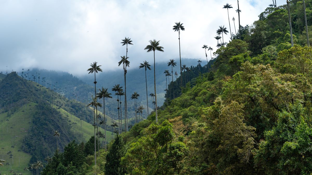 COFFEE FINCA EN DE HOOGSTE PALMBOMEN TER WERELD