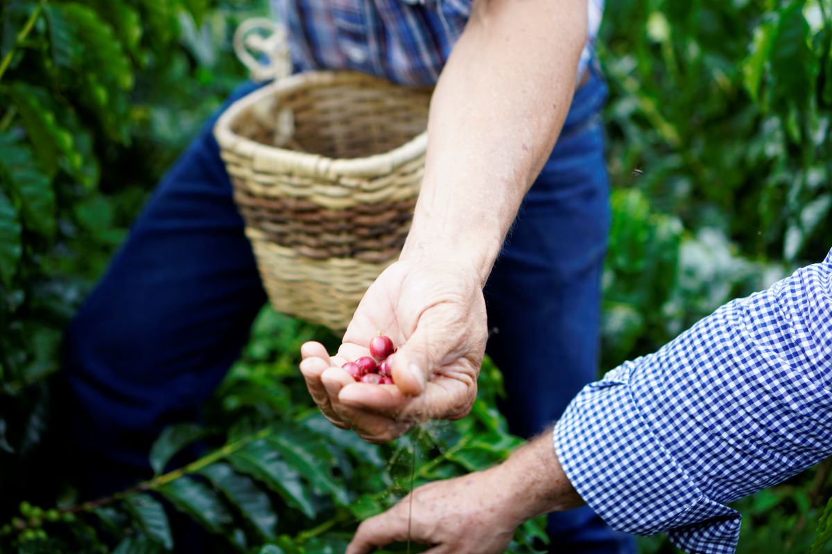 COFFEE TOUR