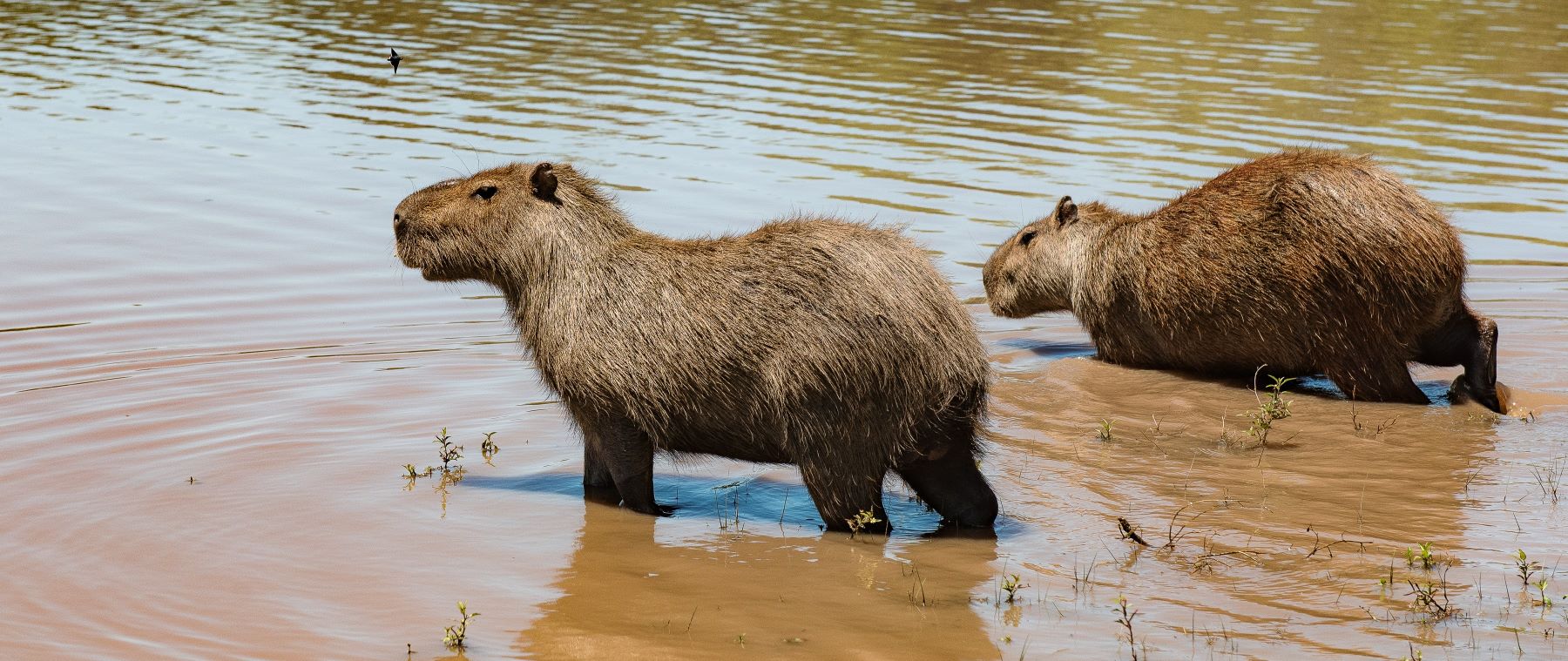 Wildlife en ongerepte natuur