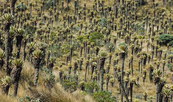 Los Nevados National Par en Termales del Ruiz