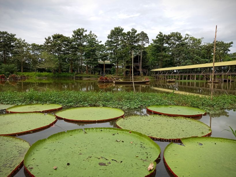 Amazone - San Pedro en Lotus Flower Reserve