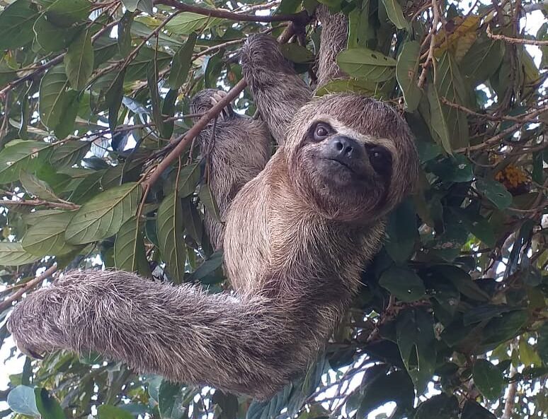 Amazone - San Antonio in Peru