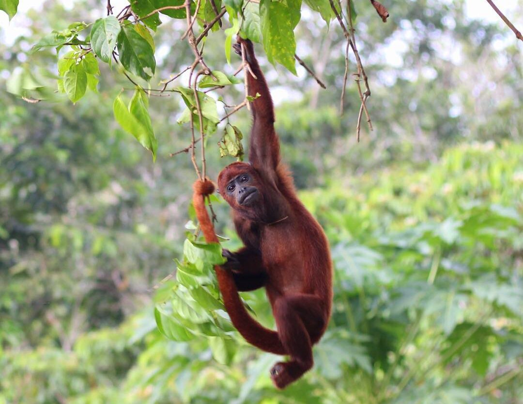 Amazone - Puerto Nariño