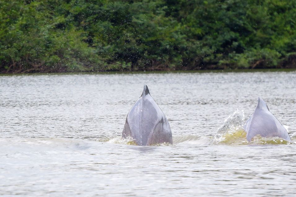 Guaviare - Roze  Dolfijnen, Laguna Damas de Nare
